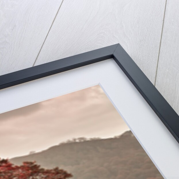 Oak tree by Assaf Frank